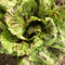 Plant World Seeds - Chicory Variegata Di Castelfranco Seeds (Vegetable Seeds)