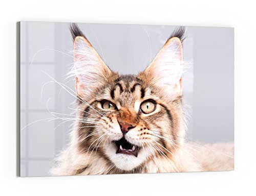 DEQORI Glas-Magnettafel | 60x40 cm groß | Motiv Maine Coon Katze faucht | Memo-Board aus Glas | Magnetboard inkl. Magnete, Stift & Tuch für Küche & Büro | Tafel magnetisch & beschreibbar