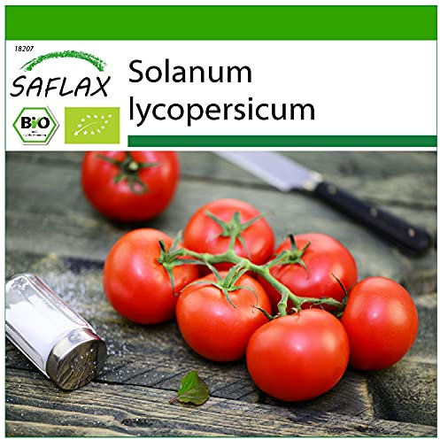 SAFLAX - BIO - Tomate - Matina - 10 Samen - Mit keimfreiem Anzuchtsubstrat - Solanum lycopersicum