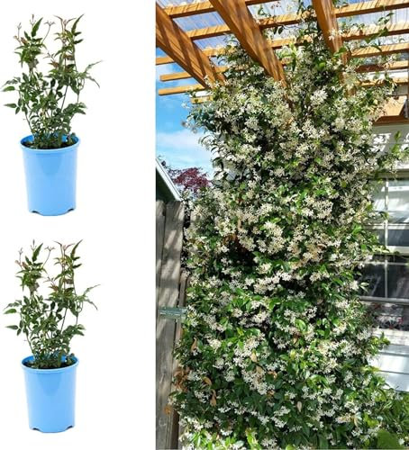 Jasmine Officinale Clotted Cream x 2 Plants - Jasminum Officinale - Deciduous Climber Plants in 9cm Pots (2 Plants)