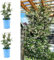 Jasmine Officinale Clotted Cream x 2 Plants - Jasminum Officinale - Deciduous Climber Plants in 9cm Pots (2 Plants)