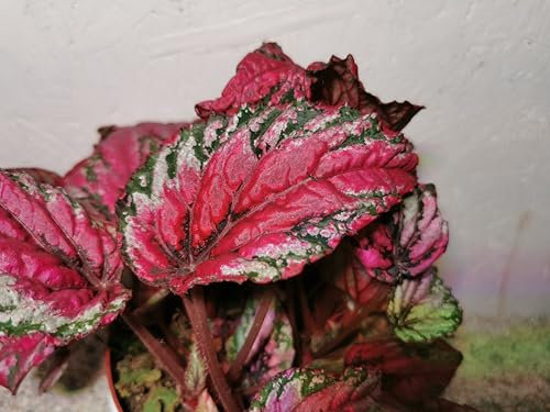 RARITÄT BLATTSTECKLING : Begonia x rex, Königsbegonie Begonie - Zimmerpflanze