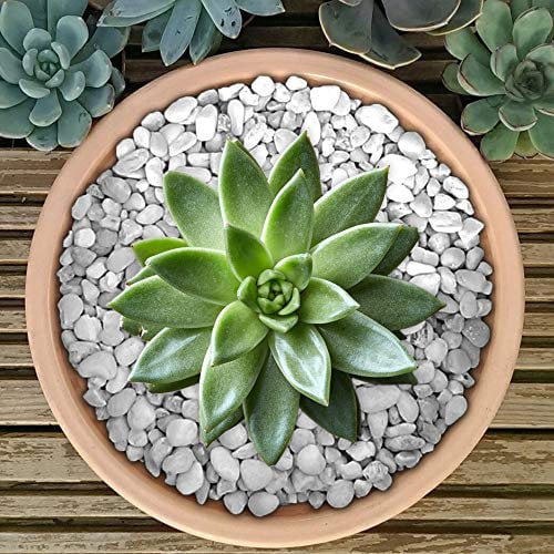 GardenersDream Premium Coloured Plant Pot Garden Gravel - Colourful Stones for Decoration (White, 1kg)