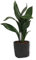 Aspidistra - Planta de interior grande en cesta con bolsa decorativa negra, altura +/- 60 cm, incluye maceta, diámetro de 19 cm (maceta)