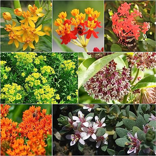 200 Piezas Semillas De Algodoncillo, Semillas De Algodoncillo Semillas De Hierbas Medicinales, Plantas Perennes Perenne Resistente (Asclepias Encarnada) Hierbas Medicinales, Cobertura