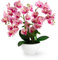 PASCH® XXL Kunstblume Orchidee groß (56cm) in Hochglanz-Keramiktopf | Orchideen künstlich | Kunstblumen wie echt | künstliche Orchideen im Topf | künstliche Blumen im Topf | Kunstblumen im Topf (Hell)