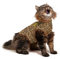 MPS Medical Pet Shirt Katze, Leoparden Print, XS