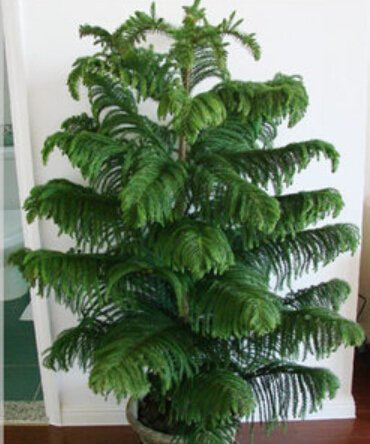 10 PC / Beutel, Araucaria Samen, Topf Samen, Blumensamen, die komplette Vielzahl, die angehende Rate 95%.