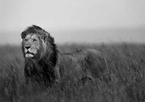 Forwall Photo Wallpaper Mural Non-Woven - VEL (152,5cm. x 104cm.) Lion AMF11760VEL
