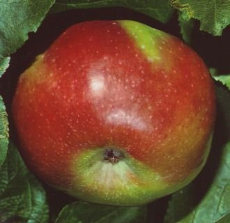 Apfelbaum Ontario Apfel Ontario - Malus Ontario Containerware / 120-160 cm hoch,