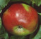 Apfelbaum Ontario Apfel Ontario - Malus Ontario Containerware / 120-160 cm hoch,