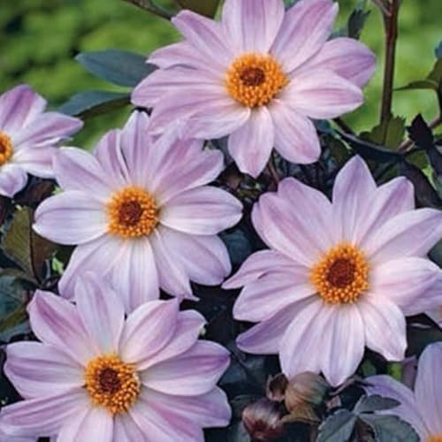 1 Dahlia Bishop of Leicester
