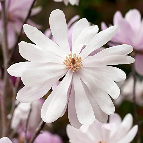 Magnolia Merrill, arbuste à fleurs caduques prêt pour le jardin extérieur, dans un pot de plantation de 9 cm.