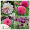 Plant in a Box - Dahlien - 4er Set - Dahlia 'Bouqet Sunrise' - Dahlienknollen pflanzen - Sommerblüher - Rosa und Weiße Blüten - Ideal für Garten und Beete
