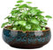 Jorzer Lotus Pot de fleurs rond en céramique pour intérieur/extérieur, base antidérapante pour plantes succulentes, 16,5 x 6,3 cm