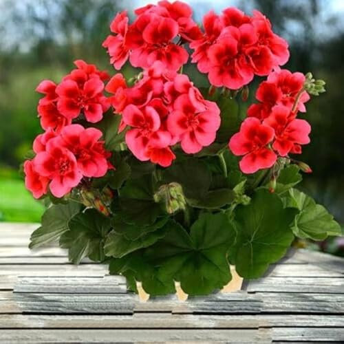 Buy4seeds 10 Seeds Garden Geranium Bicolour red f2 - colorama Pelargonium - Balcony