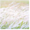 Bilderwelten Fototapete Gräser 192cm x 192cm Blumen Modern Natur Blumentapete Vliestapete Tapete Wanddeko Ideen Wohnzimmer Schlafzimmer Küche
