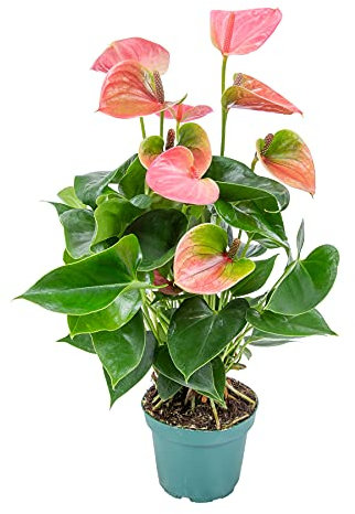 Anthurium | Pianta di fenicottero rosé per pezzo – Pianta da interno all'asilo in vaso cm12 cm – 50 cm