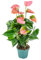 Bloomique - Anthurium Andreanum - Rosa - Flamingoblume - Blühende Zimmerpflanzen - Pflegeleicht - Höhe 30-40 cm - Topf 12 cm