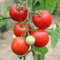 Tamina Tomatensamen für ca. 20 Pflanzen - deutsche Sorte, ertragreich und robust