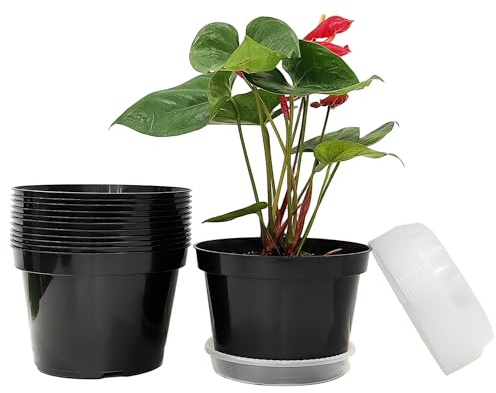 RooTrimmer Macetas de plástico de 8 Pulgadas, Paquete de 12 macetas con platillos Transparentes para Plantas Que Crecen en Interiores y Exteriores, para decoración (Color Negro)