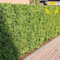 Nordweiße Zeder Thuja Occidentalis – 250 + Semi