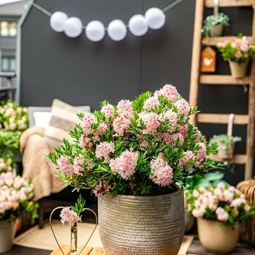 Zwerg-Rhododendron Light Pink 3er Set, immergrüner blühender Zierstrauch mit hellrosa Blüten, pflegeleicht und schnittverträglich, Ø10,5cm, 20-25cm hoch, für Hecke, Beet und Garten