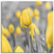 Pixxprint Glasbild, Wandbild auf Echtglas, Gelbes Tulpenmeer, 80x80 cm, inkl. Aufhängung und Abstandshalter