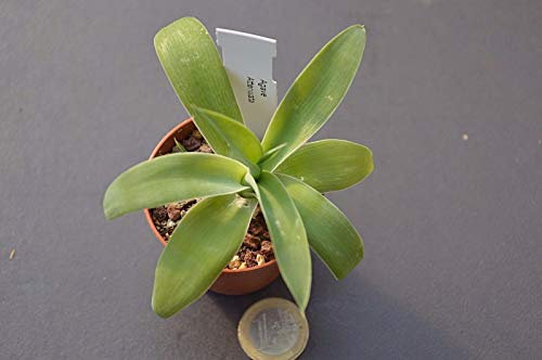 Portal Cool Agave Attenua Cm. 10.09 Resistenza - Gradi 4 °
