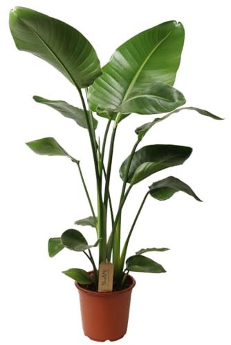 Plant in a Box - Strelitzia Nicolai - Pokon - Weißer Paradiesvogelblume - Zimmerpflanze - Topf 21cm - Höhe 90-110cm