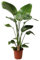 Plant in a Box - Strelitzia Nicolai XL - Pokon - Grande plante verte interieur vivante - Plante oiseau du paradis - Pot 21cm - Hauteur 90-110cm