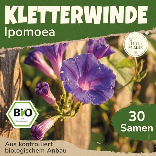 Little Plants BIO Kletterwinde Samen 30 Ackerwinde Samen Blumensamen Prunkwinde Samenfest für Blumengarten Blumen Saatgut Balkon und Garten