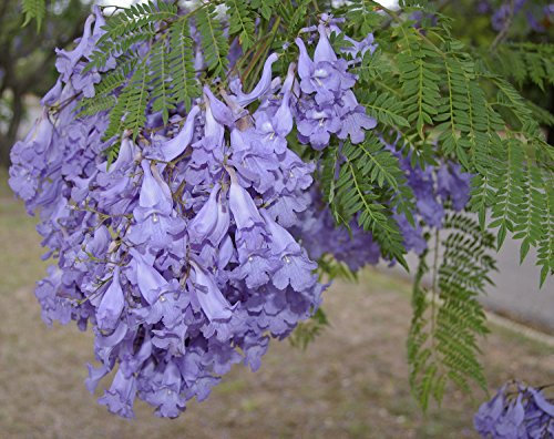 Jacaranda mimosifolia Albero semi viola grappoli di fiori in Attrae farfalle (20)