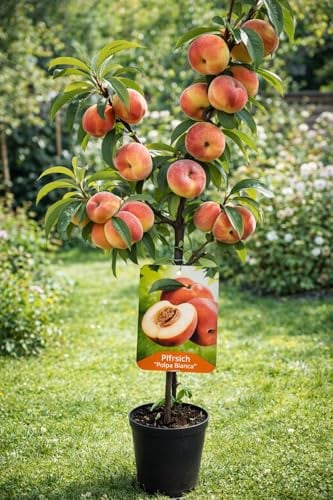 Pfirsichbaum Prunus persica ‘Polpa Bianca’ – weißfleischiger Pfirsich, 100–140 cm, robuster Obstbaum für Garten & Kübel, aromatische Früchte, winterhart, pflegeleicht