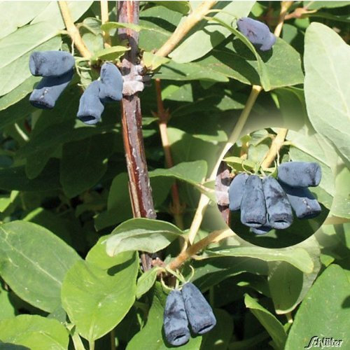 Lonicera - Sibirische Blaubeere 'Blue Velvet' Honigbeere Kamtschatka-Heckenkirsche 1 Pflanze im Container von Garten Schlüter - Pflanzen in Top Qualität