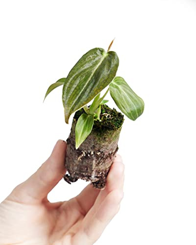 PLNTS - Baby Philodendron Philodendron Melanochrysum - Zimmerpflanze - Echte Pflanzen für Drinnen - 2cm Stecklinge - Höhe 10cm
