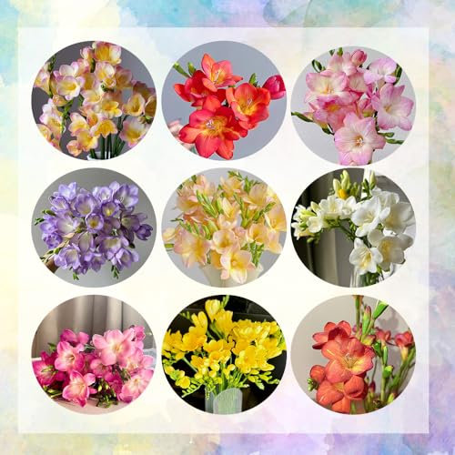10 pcs freesien zwiebeln winterhart, winterharte blumen hochbeete für garten freesien zwiebeln kaufen knollen - Freesia hybrida - wildblumenwiese stauden blumenzwiebel garten geschenke