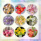 10 pcs freesien zwiebeln winterhart, winterharte blumen hochbeete für garten freesien zwiebeln kaufen knollen - Freesia hybrida - wildblumenwiese stauden blumenzwiebel garten geschenke