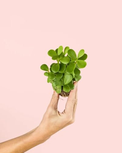 Portulacaria Afra Mini | Plantas Naturales | Pur Plant