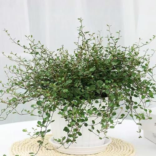 150 Pcs Grünlilie Samen, Grünlilien Geschenke Für Gartenfreunde, Zimmerbonsai Bonsai (Chlorophytum Comosum) Geschenke Für Gärtner, Gartendeko Für Draußen Bonsai Samen, Nachhaltige