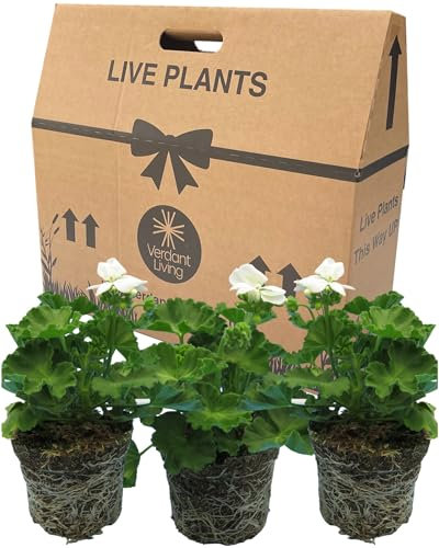 Geranium Plants Live for Planting - 3 Large 1ltr Pot Size Garden Ready, Well Rooted, Established Pot Bedding. Add Flower Colour to Containers, Baskets, Patio & Beds. Smart Jenny White Flowers