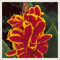 Jumbo Canna Lily Bulbs: Schaffen Sie eine atemberaubende Gartendekoration mit diesen mehrjährigen Favoriten - 4 Blumenzwiebeln