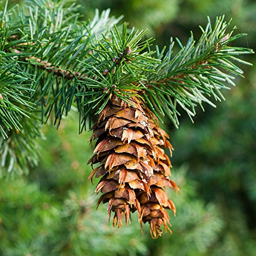 Douglas-Tanne, Oregon-Kiefernsamen - Pseudotsuga - 20 samen