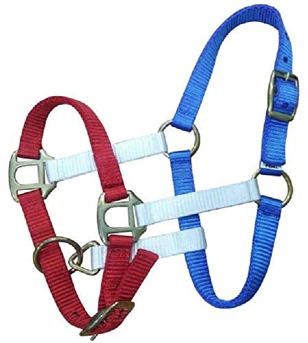 Showman Foal Size Red, White, and Blue Nylon Halter with Brass Hardware
