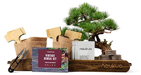 Vintage Bonsai Starter Kit - 4x Bio Bonsai Saatgut - Einzigartige Geschenkidee - Alle notwendigen Bestandteile für den Anbau Ihrer eigenen Bonsai zu Hause - Vollständige Schritt-für-Schritt-Anleitung