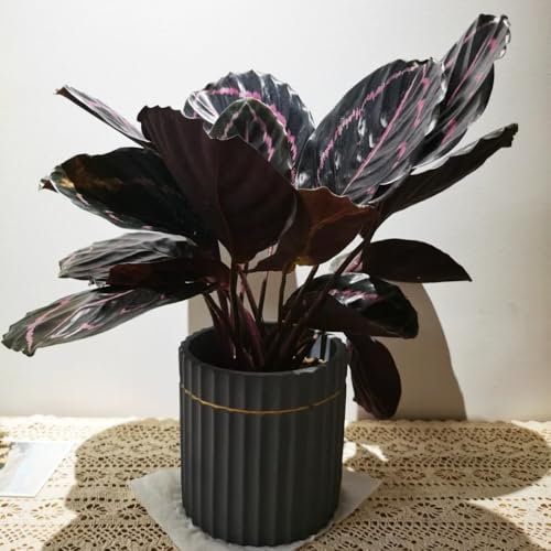 calathea pflanze samen (Maranta arundinacea) - schnell wachsender，ausgefallene geschenke dekopflanzen，schattenpflanzen winterhart stauden winterhart mehrjährig，pflanzensamen pflanzen 50pcs