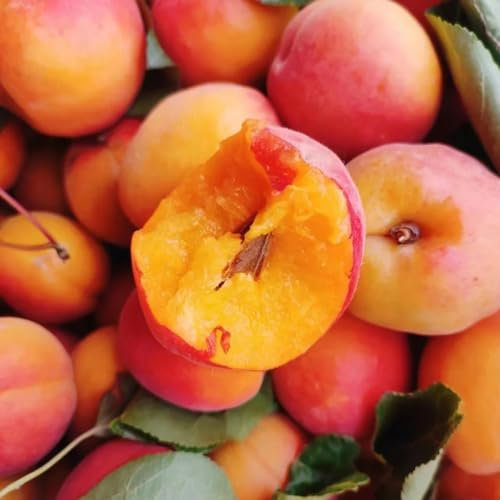 8 piezas Albaricoquero resistente regalos de frutas columnares, Prunus armeniaca, plantas para jardin semillas organicas Semillas resistentes a frutos columnares. regalos de jardín