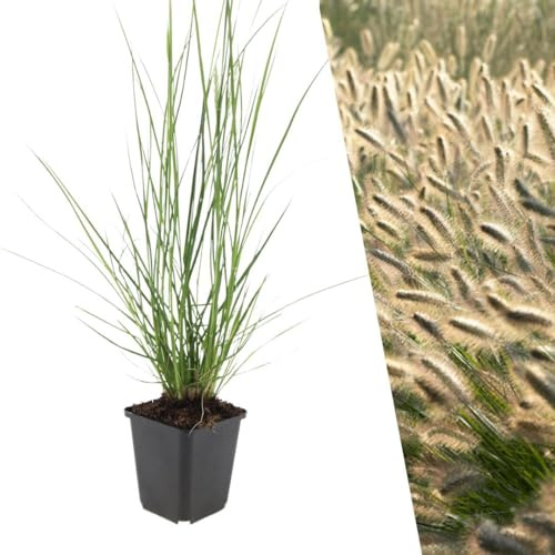Plants by Frank Pennisetum Alopecuroides Hameln, 6 Stück, Ø 9 cm | Lampenputzergras Pflanzen, Bodendecker Winterhart Mehrjährig, Federborstengras, Stauden, Ziergräser, Topf 9 cm, Höhe: 15 cm