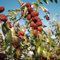 semillas del árbol de azufaifo - Fruto de zapote, plantas resistentes en maceta palmera datilera resistente Semillas de frutas frescas, decoración de jardín al aire libre. árboles 20pcs