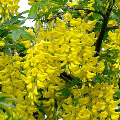 3 x Laburnum Anagyroides- Gemeiner Goldregen;Bohnenbaum 50-60 cm im Container - Die Eleganz der Goldenen Pompons aus Japan